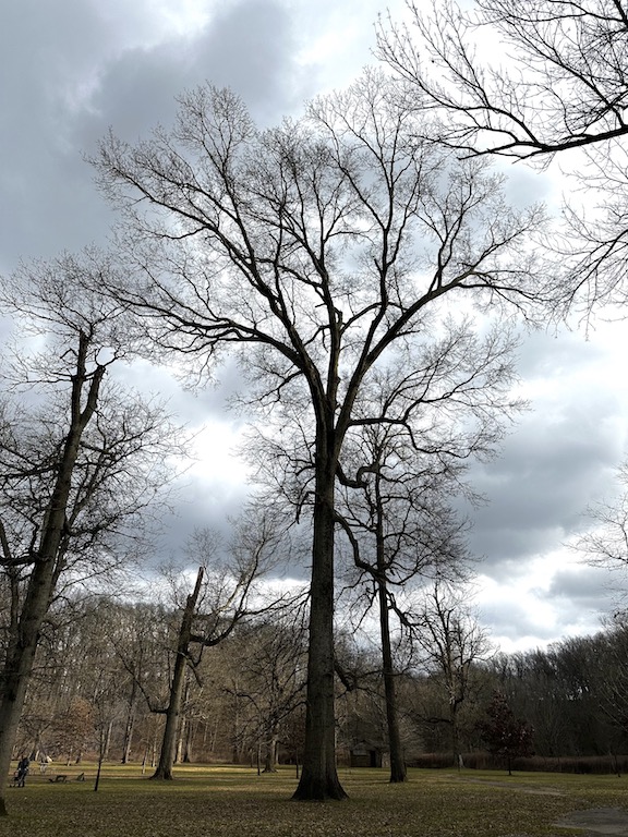 Pin Oak Photo 2